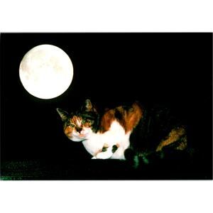 Postcard Cat Calico Green Eyes Night Moon Will Meinderts Matt Finish 6 x 4"